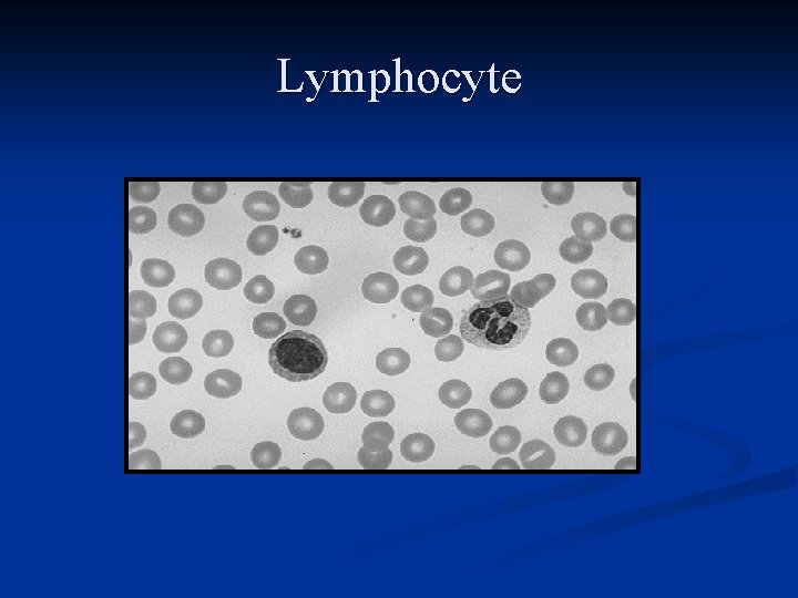 Lymphocyte 