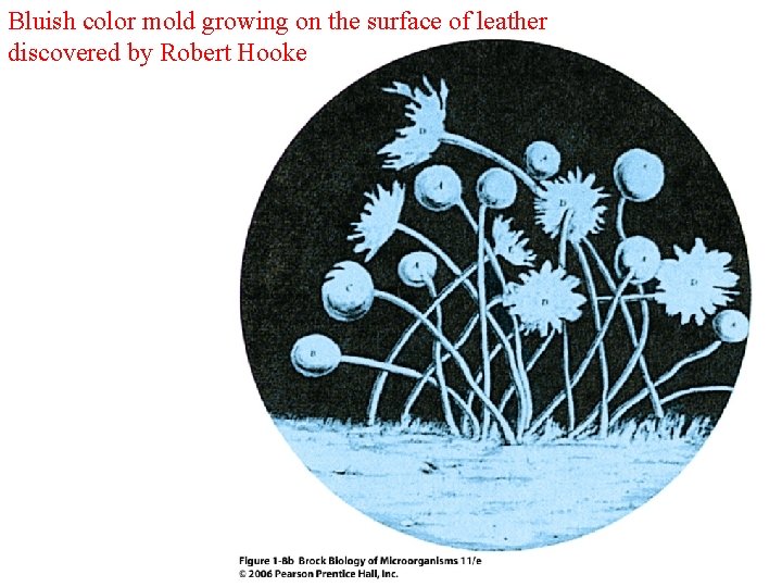 Bluish color mold growing on the surface of leather discovered by Robert Hooke 