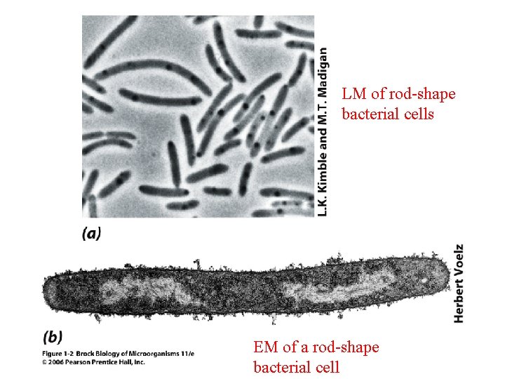 LM of rod-shape bacterial cells EM of a rod-shape bacterial cell 