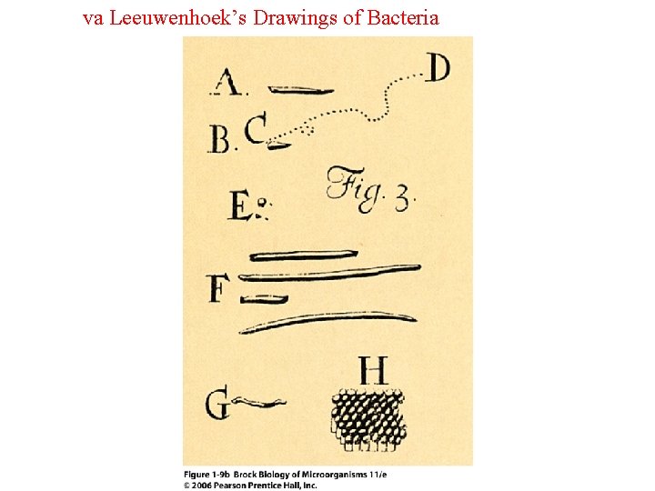 va Leeuwenhoek’s Drawings of Bacteria 