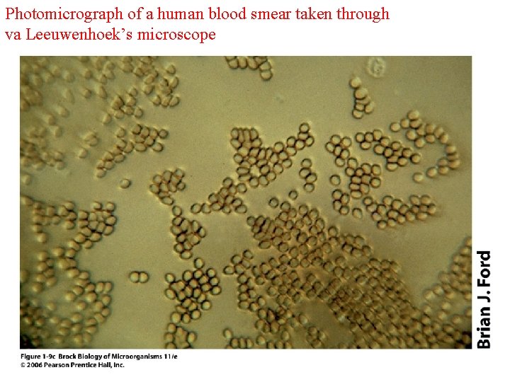 Photomicrograph of a human blood smear taken through va Leeuwenhoek’s microscope 