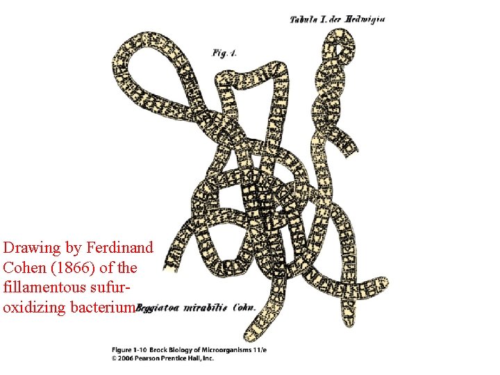 Drawing by Ferdinand Cohen (1866) of the fillamentous sufuroxidizing bacterium 