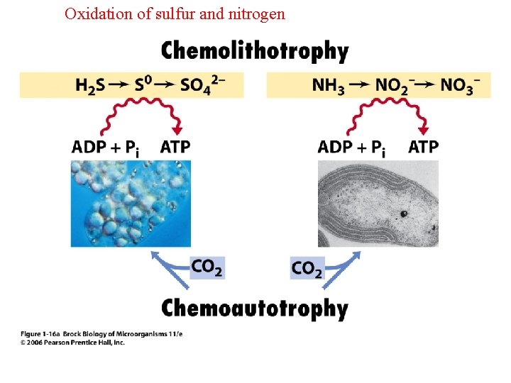 Oxidation of sulfur and nitrogen 
