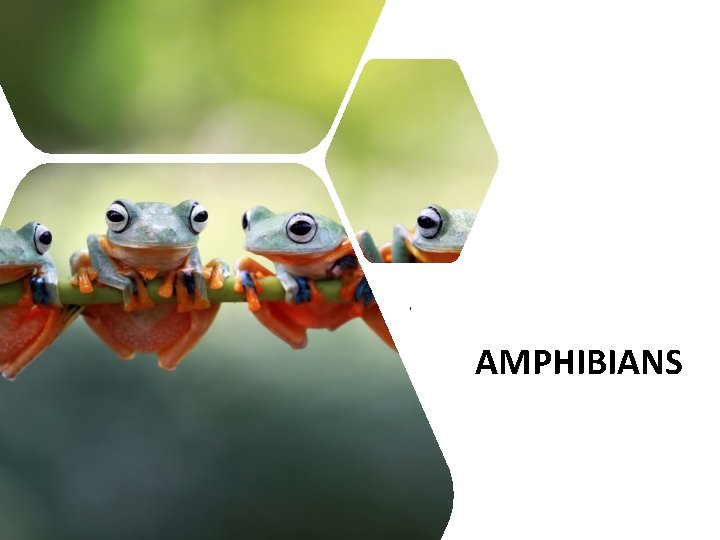 AMPHIBIANS 