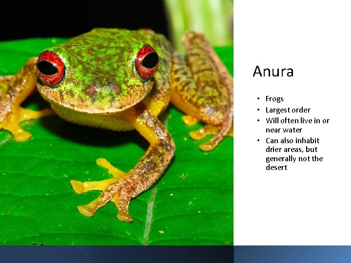 Anura • Frogs • Largest order • Will often live in or near water