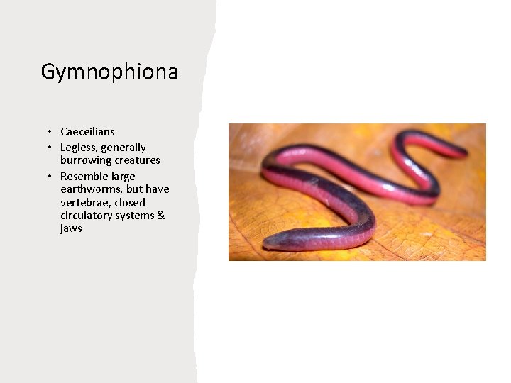 Gymnophiona • Caeceilians • Legless, generally burrowing creatures • Resemble large earthworms, but have