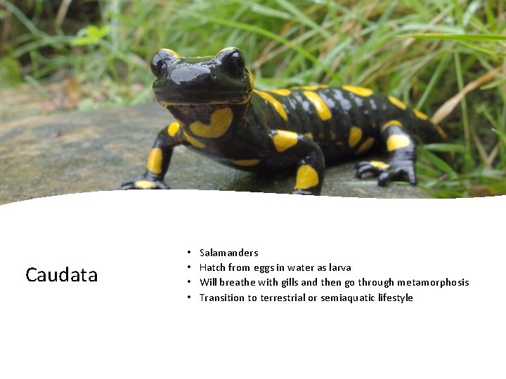 Caudata • • Salamanders Hatch from eggs in water as larva Will breathe with