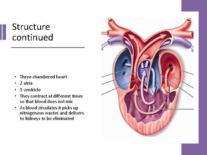 Structure continued Three chambered heart 2 atria 1 ventricle They contract at different times