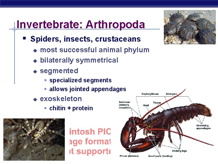 Invertebrate: Arthropoda § Spiders, insects, crustaceans u u u most successful animal phylum bilaterally