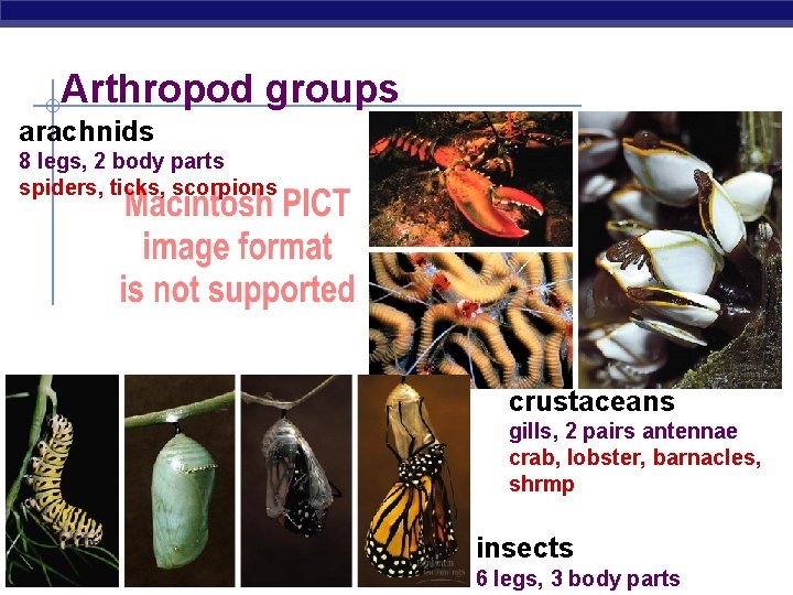 Arthropod groups arachnids 8 legs, 2 body parts spiders, ticks, scorpions crustaceans gills, 2