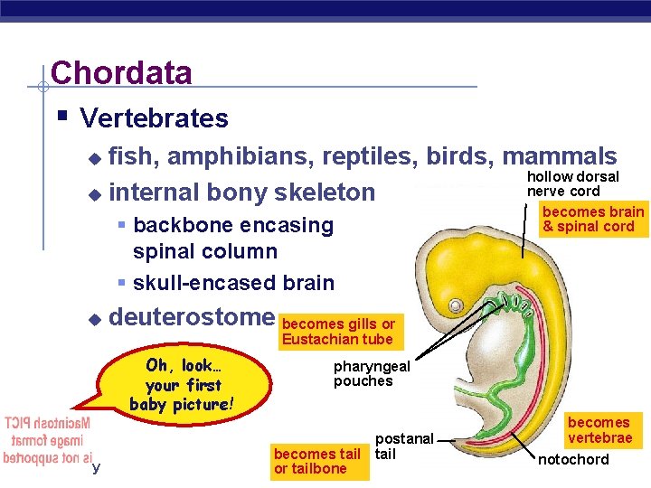 Chordata § Vertebrates fish, amphibians, reptiles, birds, mammals hollow dorsal nerve cord u internal