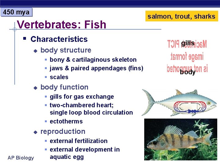 450 mya Vertebrates: Fish § Characteristics u body structure § bony & cartilaginous skeleton
