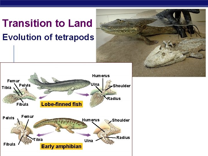 Transition to Land Evolution of tetrapods Humerus Femur Pelvis Tibia Ulna Shoulder Radius Lobe-finned