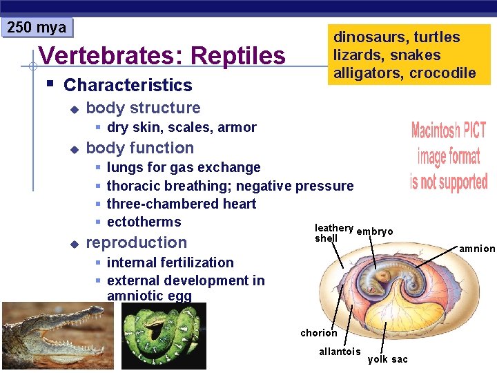 250 mya Vertebrates: Reptiles § Characteristics u dinosaurs, turtles lizards, snakes alligators, crocodile body