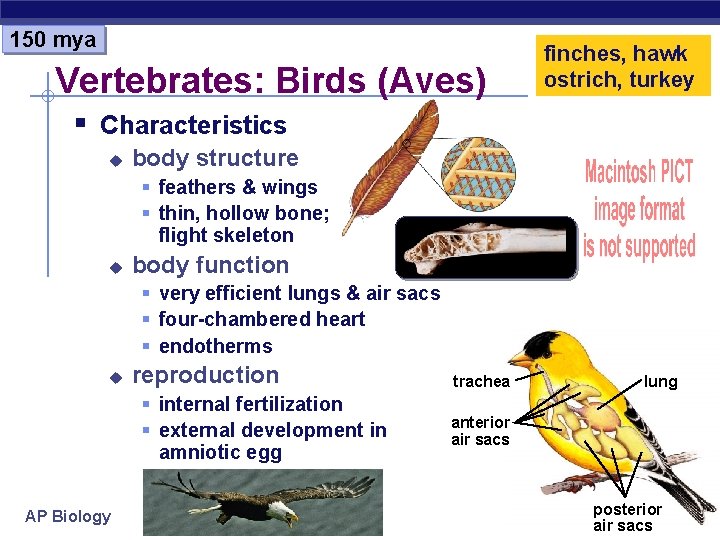 150 mya Vertebrates: Birds (Aves) finches, hawk ostrich, turkey § Characteristics u body structure