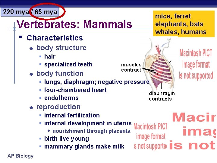 220 mya / 65 mya Vertebrates: Mammals § Characteristics u body structure § hair