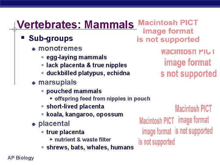 Vertebrates: Mammals § Sub-groups u monotremes § egg-laying mammals § lack placenta & true