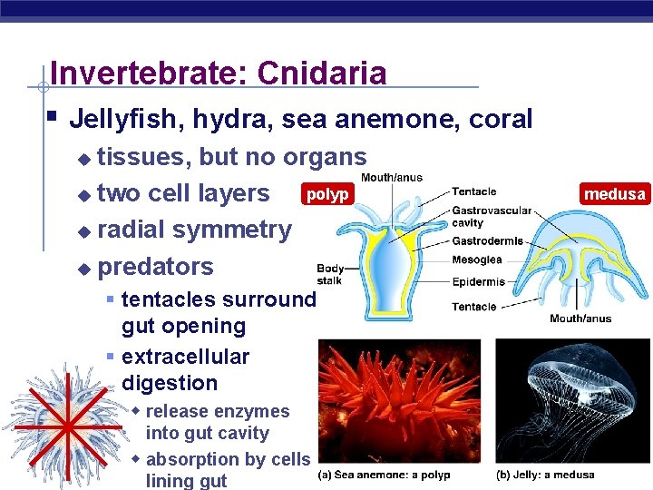Invertebrate: Cnidaria § Jellyfish, hydra, sea anemone, coral tissues, but no organs polyp u