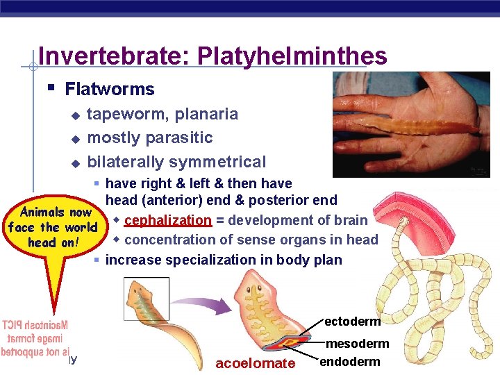 Invertebrate: Platyhelminthes § Flatworms u u u tapeworm, planaria mostly parasitic bilaterally symmetrical §