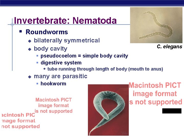 Invertebrate: Nematoda § Roundworms u u bilaterally symmetrical body cavity C. elegans § pseudocoelom