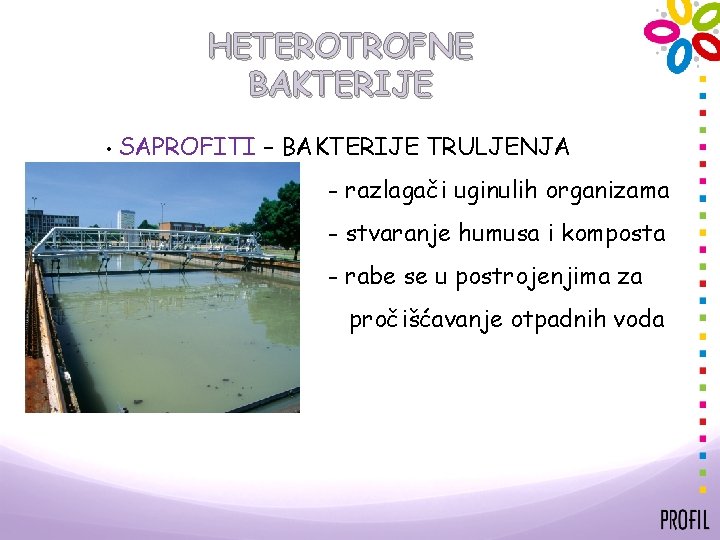 HETEROTROFNE BAKTERIJE • SAPROFITI – BAKTERIJE TRULJENJA - razlagači uginulih organizama - stvaranje humusa