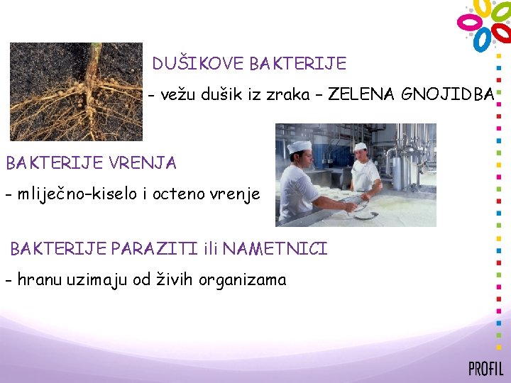 DUŠIKOVE BAKTERIJE - vežu dušik iz zraka – ZELENA GNOJIDBA BAKTERIJE VRENJA - mliječno–kiselo