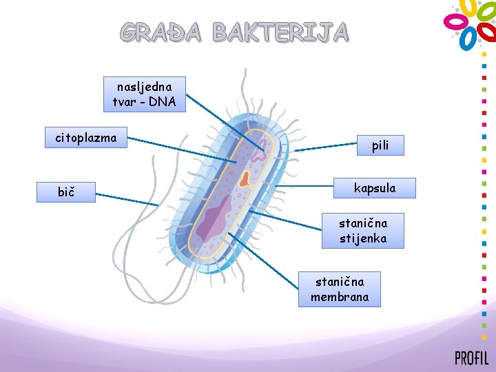 GRAĐA BAKTERIJA nasljedna tvar - DNA citoplazma bič pili kapsula stanična stijenka stanična membrana