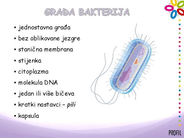 GRAĐA BAKTERIJA • jednostavna građa • bez oblikovane jezgre • stanična membrana • stijenka