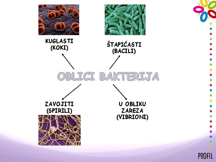 KUGLASTI (KOKI) ŠTAPIĆASTI (BACILI) OBLICI BAKTERIJA ZAVOJITI (SPIRILI) U OBLIKU ZAREZA (VIBRIONI) 