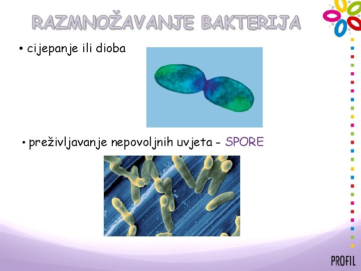 RAZMNOŽAVANJE BAKTERIJA • cijepanje ili dioba • preživljavanje nepovoljnih uvjeta - SPORE 