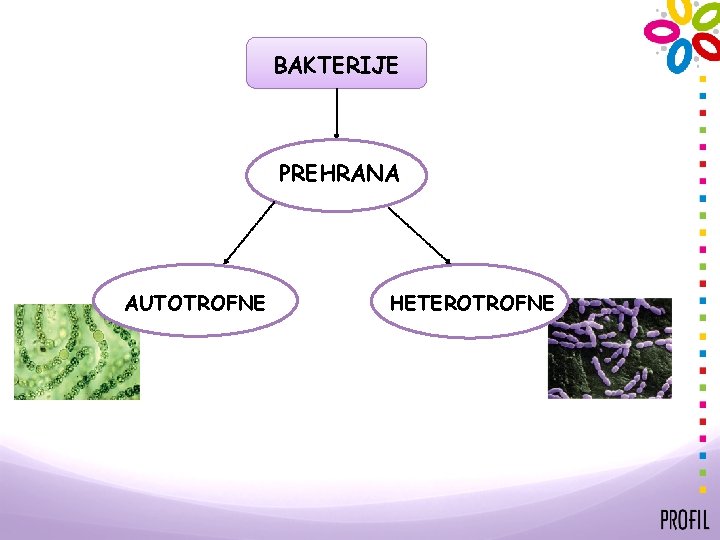 BAKTERIJE PREHRANA AUTOTROFNE HETEROTROFNE 