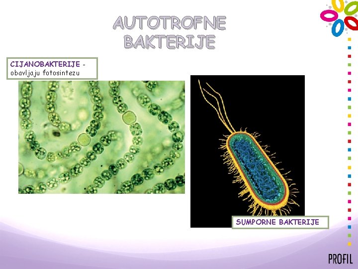 AUTOTROFNE BAKTERIJE CIJANOBAKTERIJE obavljaju fotosintezu SUMPORNE BAKTERIJE 