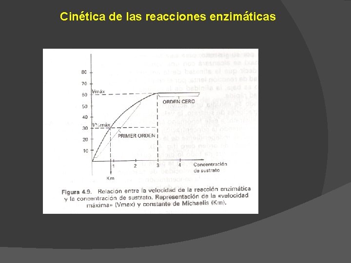 Cinética de las reacciones enzimáticas 