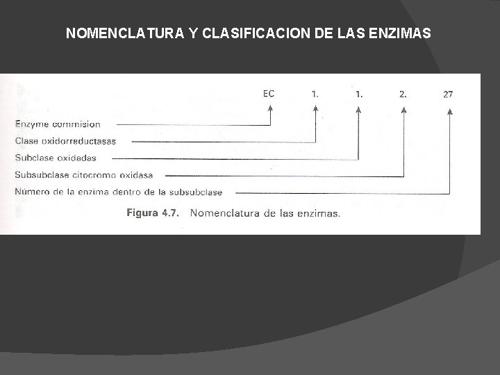 NOMENCLATURA Y CLASIFICACION DE LAS ENZIMAS 