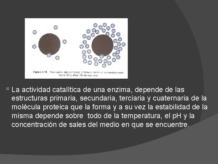 La actividad catalítica de una enzima, depende de las estructuras primaria, secundaria, terciaria y