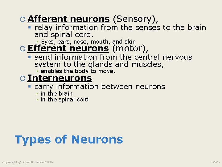Chapter 3 The Biological Bases of Behavior Central