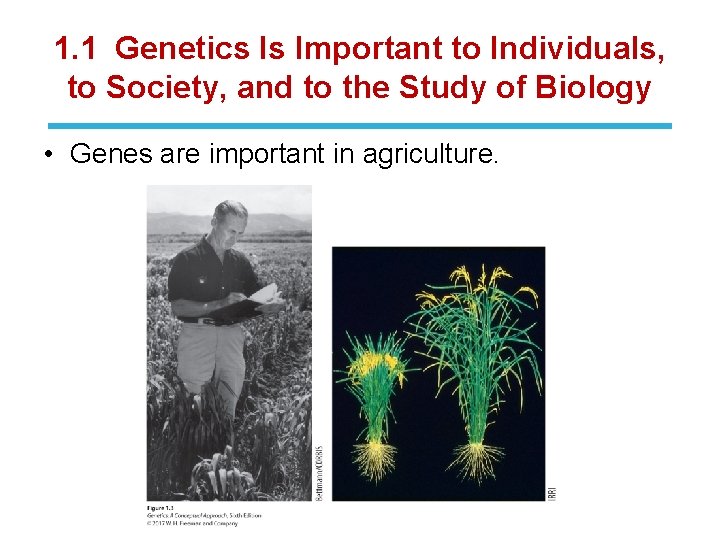 1. 1 Genetics Is Important to Individuals, to Society, and to the Study of