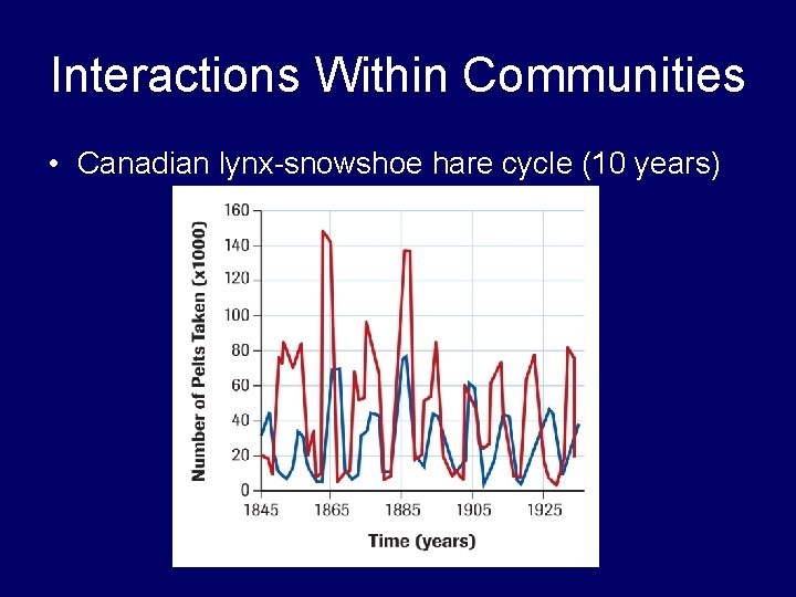 Interactions Within Communities • Canadian lynx-snowshoe hare cycle (10 years) 