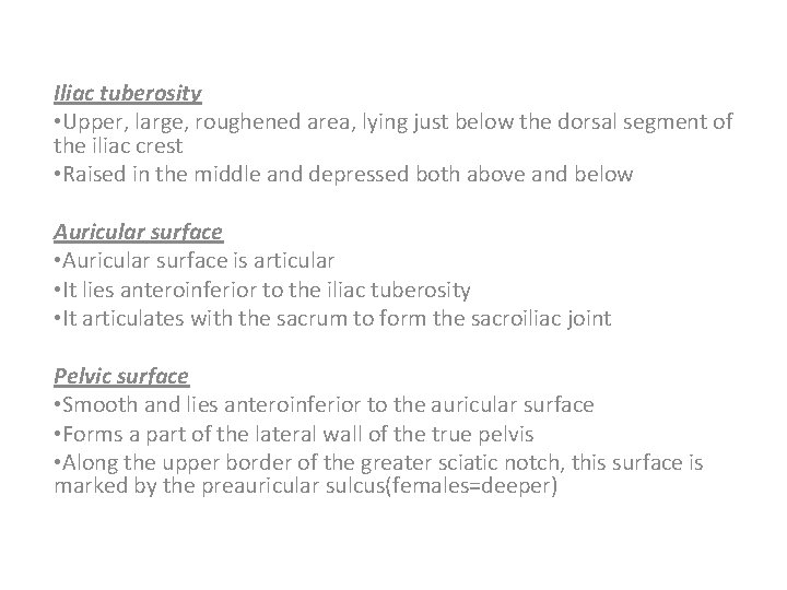 Iliac tuberosity • Upper, large, roughened area, lying just below the dorsal segment of Iliac tuberosity • Upper, large, roughened area, lying just below the dorsal segment of