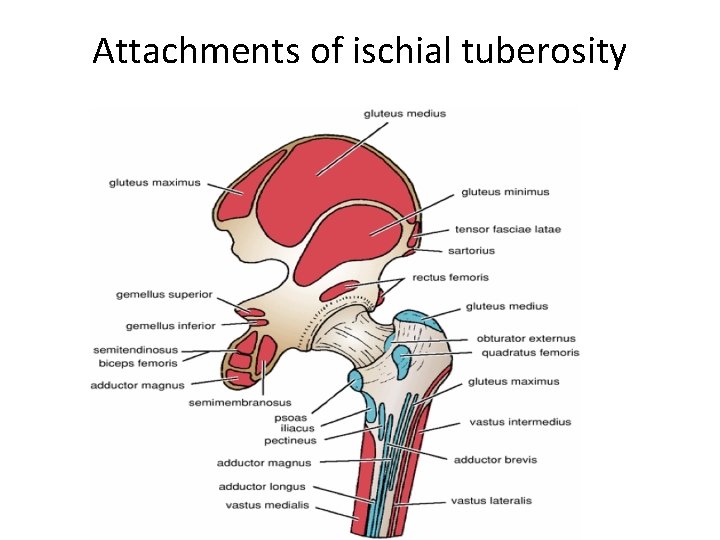 Attachments of ischial tuberosity Attachments of ischial tuberosity
