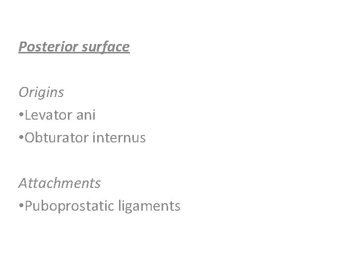 Posterior surface Origins • Levator ani • Obturator internus Attachments • Puboprostatic ligaments Posterior surface Origins • Levator ani • Obturator internus Attachments • Puboprostatic ligaments