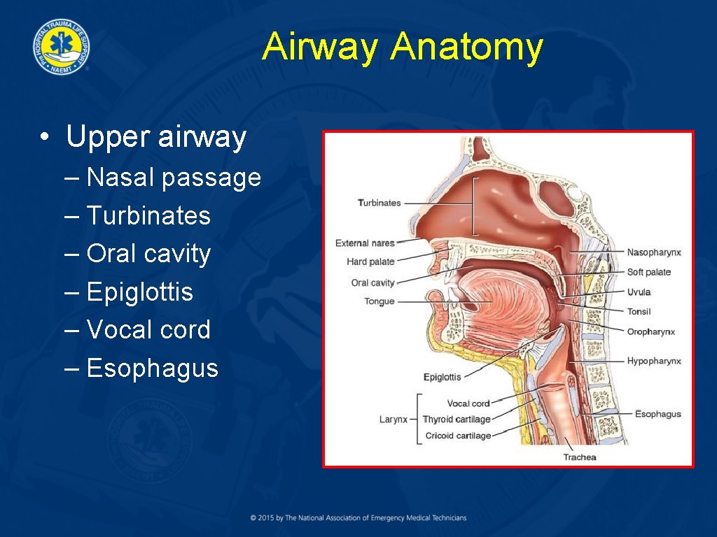 Airway Anatomy • Upper airway – Nasal passage – Turbinates – Oral cavity –