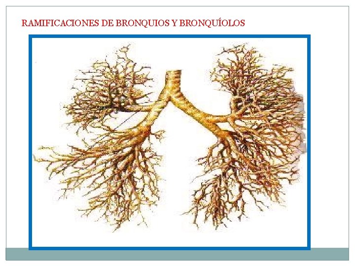 RAMIFICACIONES DE BRONQUIOS Y BRONQUÍOLOS 