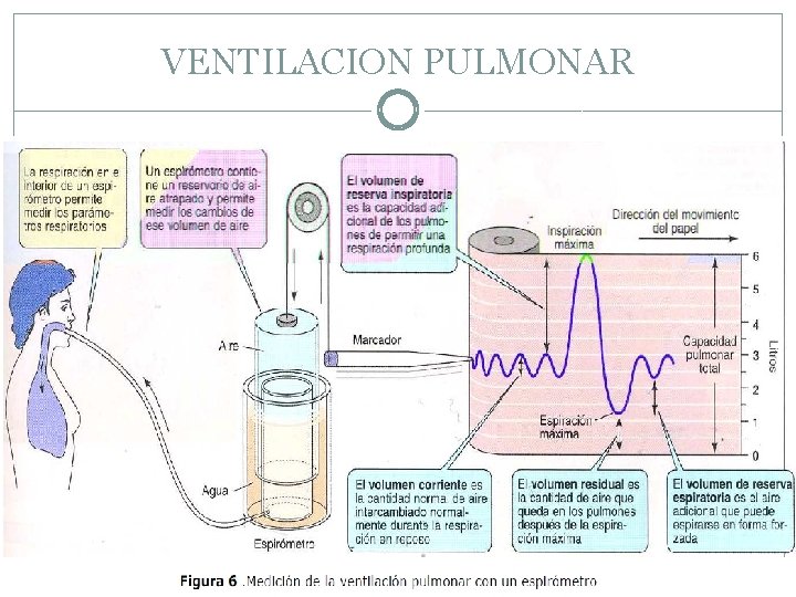 VENTILACION PULMONAR 