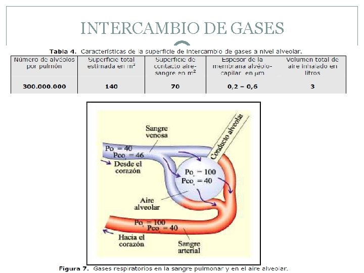 INTERCAMBIO DE GASES 