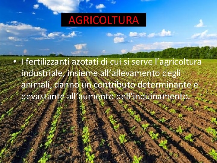 AGRICOLTURA • I fertilizzanti azotati di cui si serve l’agricoltura industriale, insieme all’allevamento degli