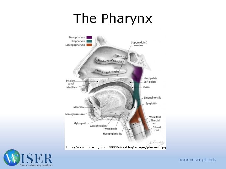 The Pharynx http: //www. cortexity. com: 8080/nicksblog/images/pharynx. jpg www. wiser. pitt. edu 