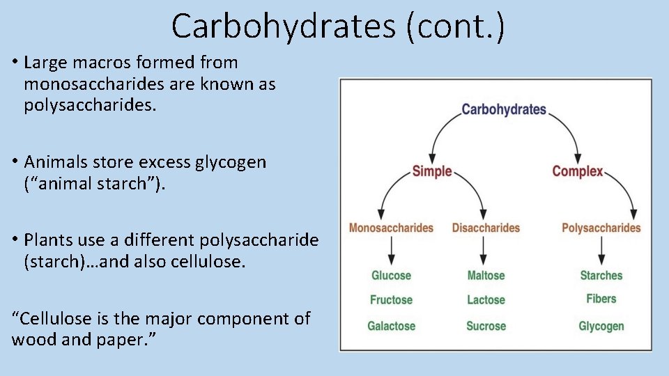 Carbohydrates (cont. ) • Large macros formed from monosaccharides are known as polysaccharides. •