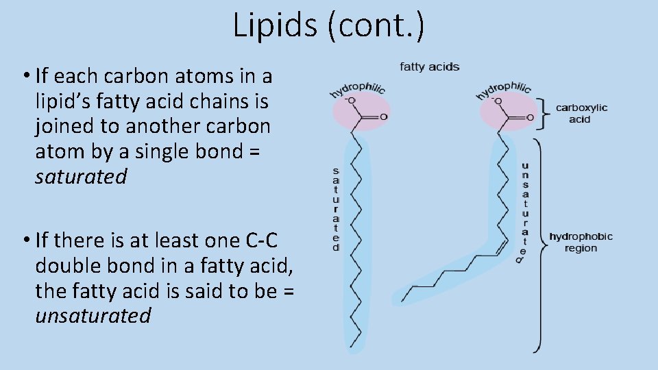 Lipids (cont. ) • If each carbon atoms in a lipid’s fatty acid chains