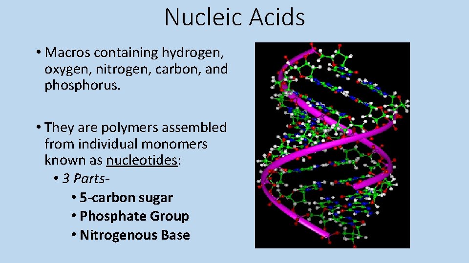 Nucleic Acids • Macros containing hydrogen, oxygen, nitrogen, carbon, and phosphorus. • They are